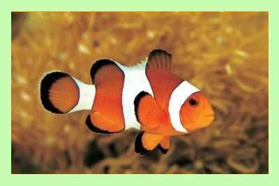 Clownfish for Skype 5.06 - скачать бесплатно на русском языке